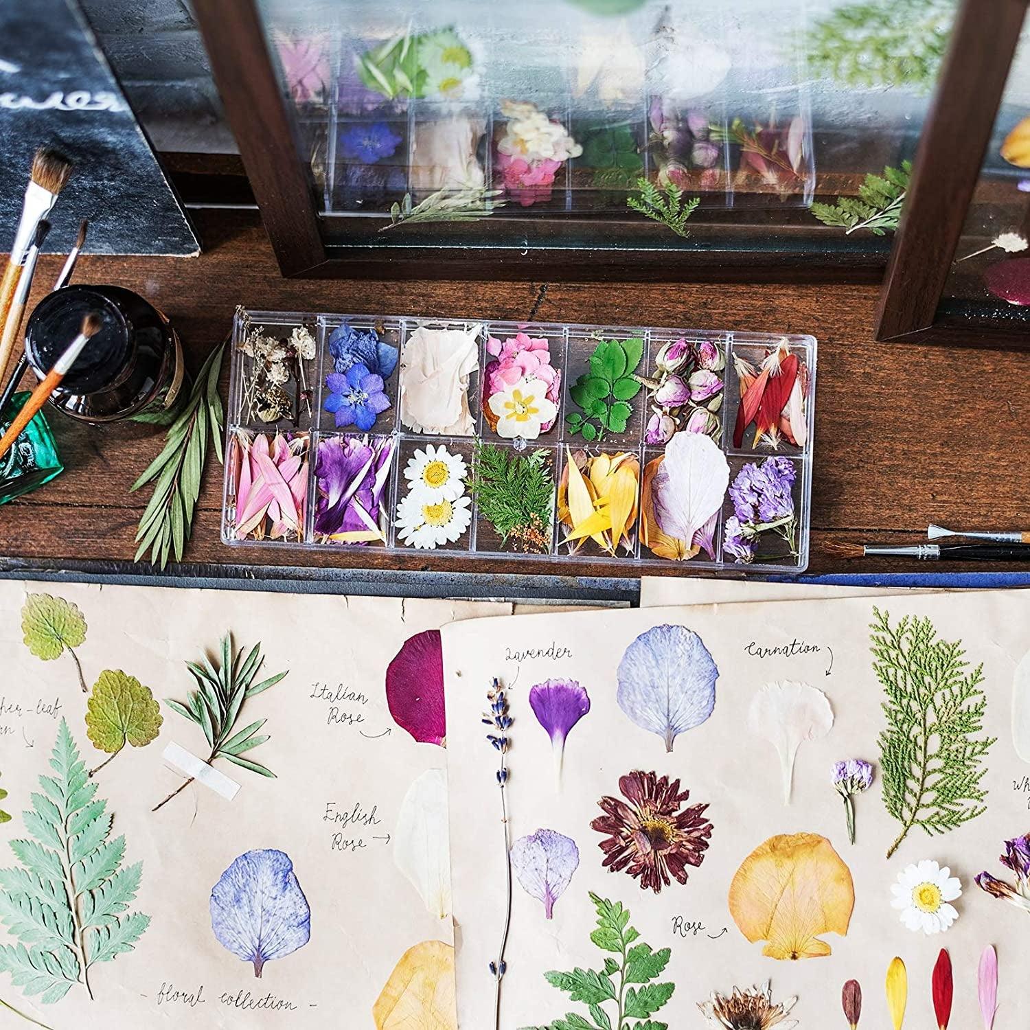 223 Pieces Real Dried Flowers Leaves and Butterfly Stickers Set, Multiple Pressed Dry Flowers Colorful Natural Daisies Flowers and Adhesive Butterfly WoodArtSupply