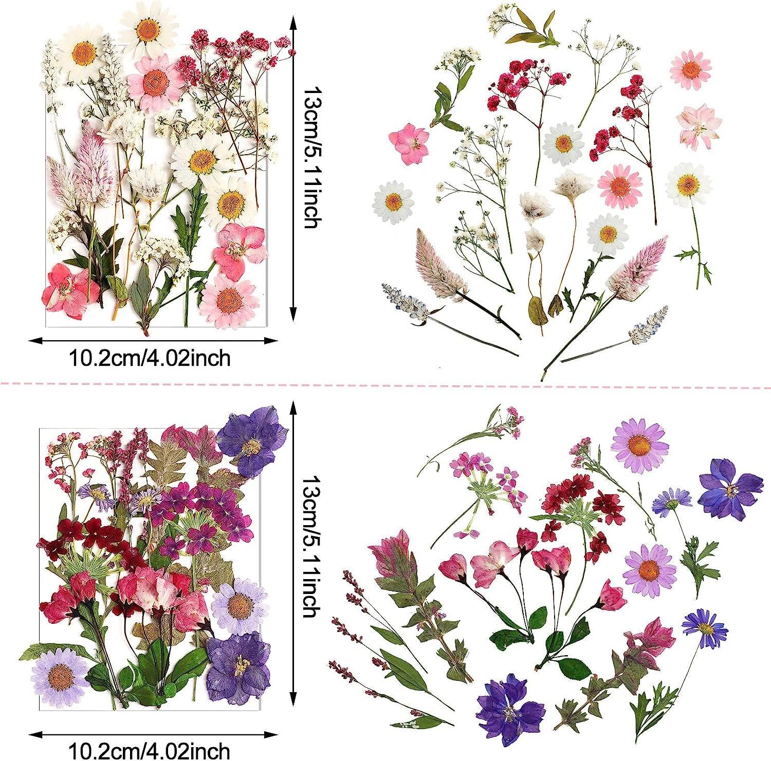 Pressed Flowers Resin Flowers for Resin Mold, Real Daisy Dried Flower Leaves Natural with Tweezers for Scrapbooking DIY Candle Accessories Jewelry WoodArtSupply