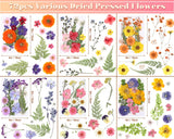 eBoot 72 Pcs Dried Pressed Flowers for Resin Molds Real Pressed Flowers Dry Leaves Bulk Natural Herbs Kit for Scrapbooking DIY Art Crafts Jewelry EBOOT