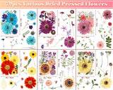 eBoot 72 Pcs Dried Pressed Flowers for Resin Molds Real Pressed Flowers Dry Leaves Bulk Natural Herbs Kit for Scrapbooking DIY Art Crafts Jewelry EBOOT