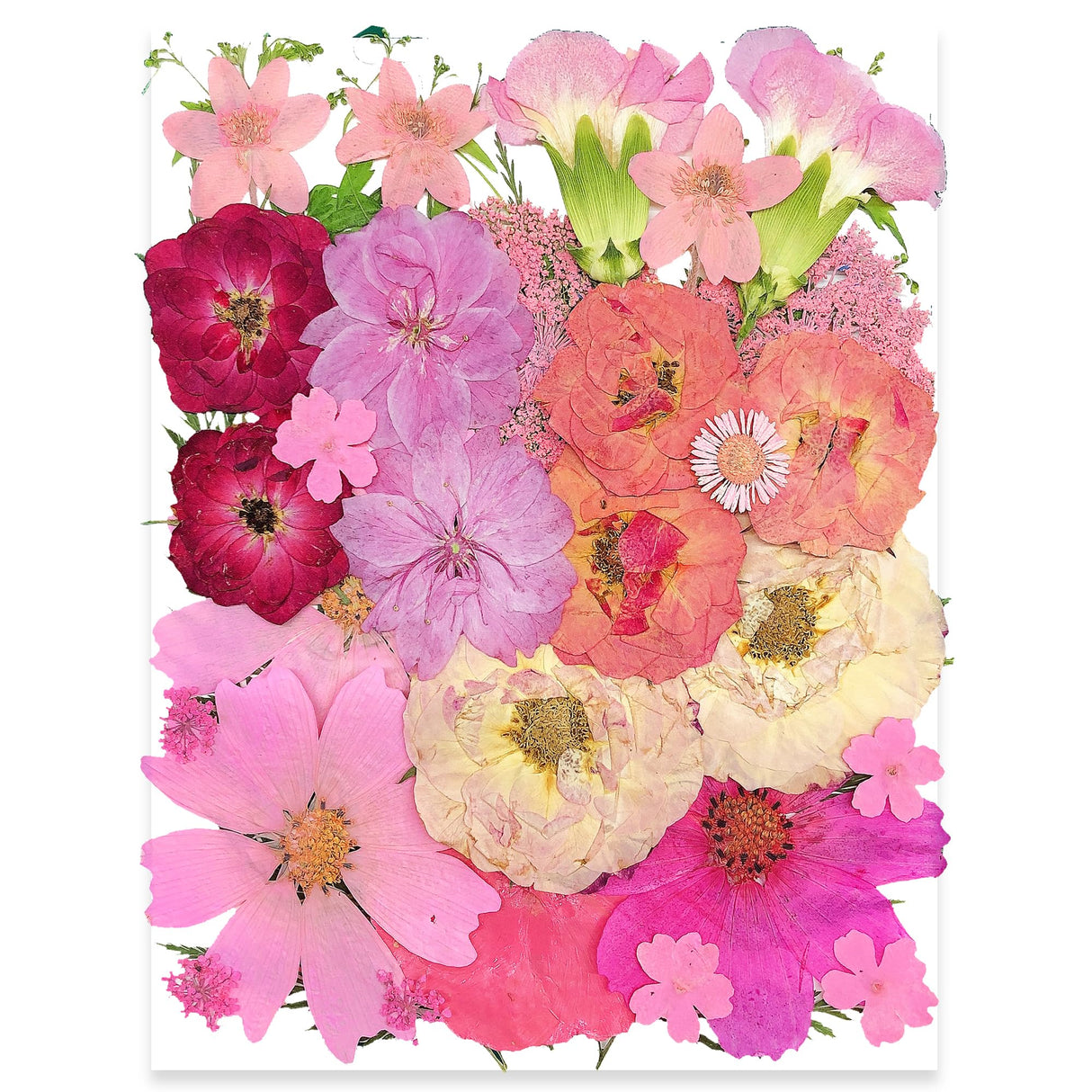 OECCO Large Pink Dried Pressed Flower for Resin, Big Real Nature Pressing Floral Leaves for DIY Craft, Mold, Jewelry Making, Candle Scrapbooking OECOO