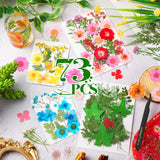 Nuanchu Pressed Flowers Bulk Dried Flower for Resin Mold, Dried Flower Leave Natural with Tweezer for Crafts Christmas DIY Gift Papermaking(Colorful Nuanchu