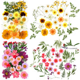 Dried Pressed Flower and Butterfly Transparent Sticker Set, Natural Real Dried Flower Butterfly Scrapbook Decal with Box and Curved Tweezers for DIY Nuanchu