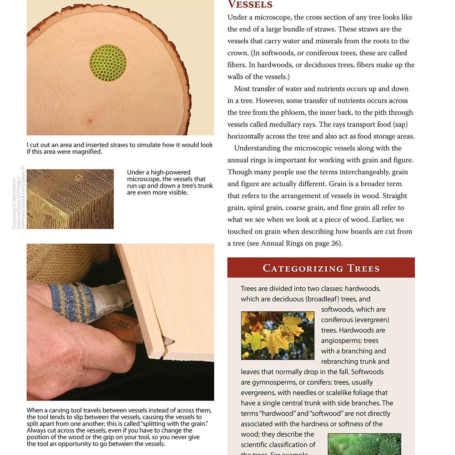 The Complete Book of Woodcarving: Everything You Need to Know to Master the Craft (Fox Chapel Publishing) Comprehensive Guide with Expert Design Originals