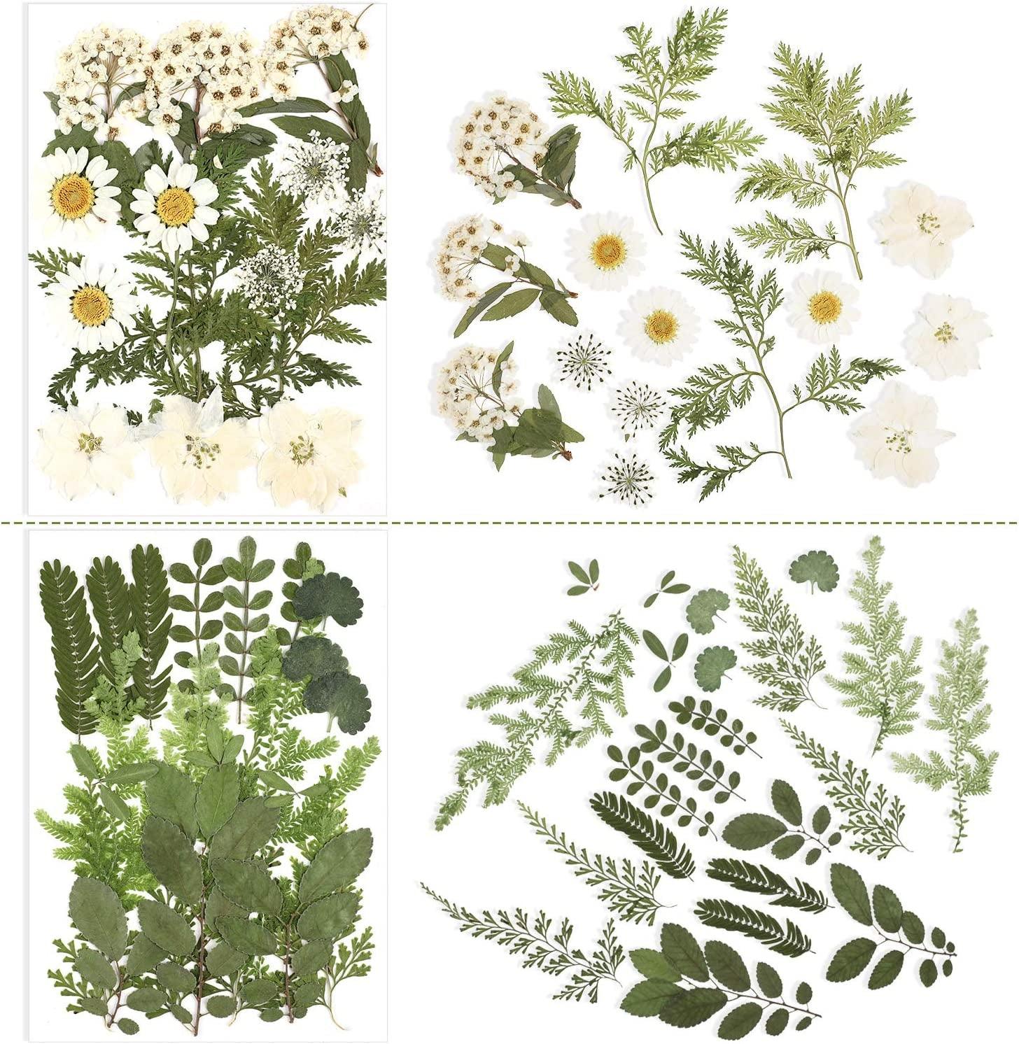 Pressed Flowers Resin Flowers for Resin Mold, Real Daisy Dried Flower Leaves Natural with Tweezers for Scrapbooking DIY Candle Accessories Jewelry WoodArtSupply