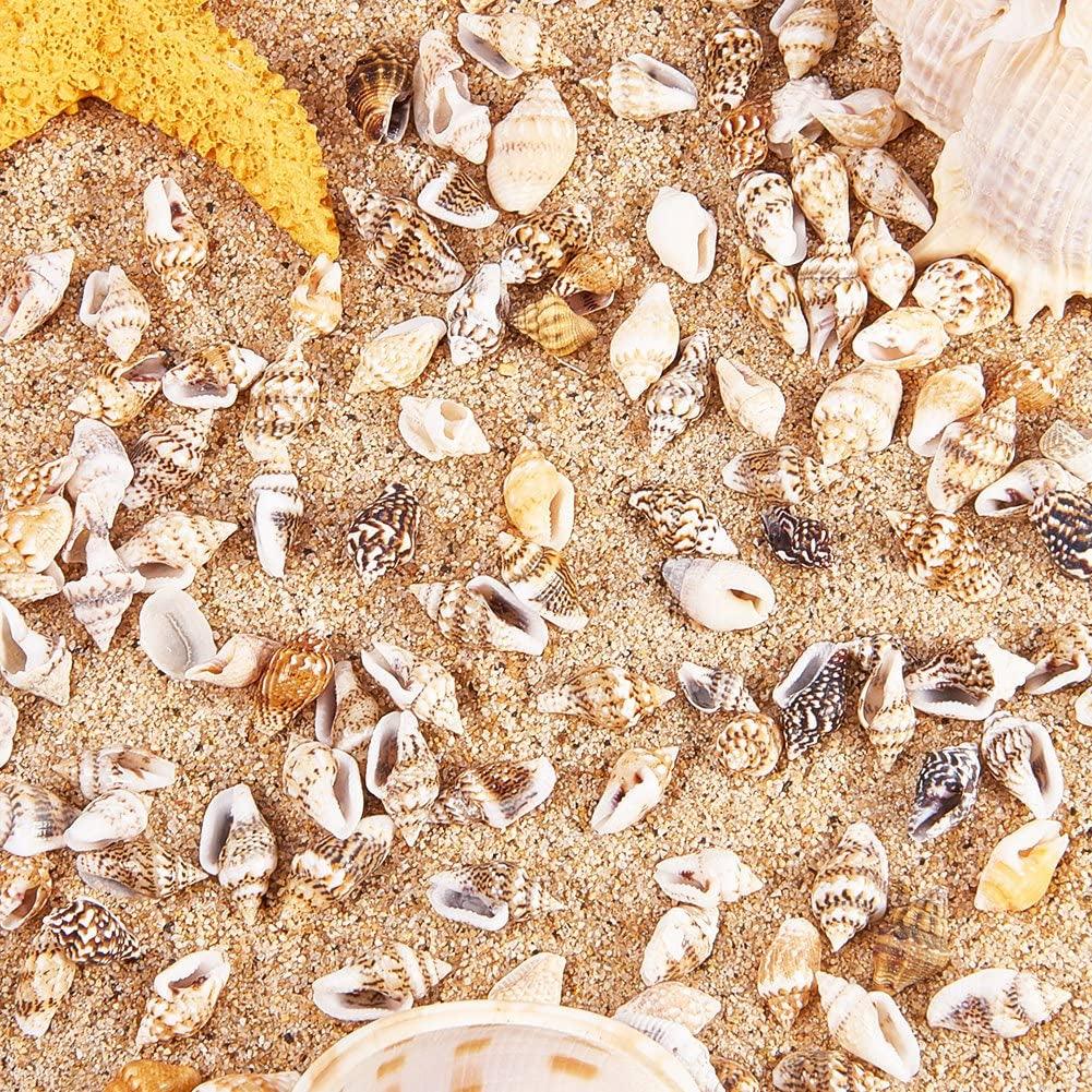 1400-1500Pcs Sea Shell Beads 7-12Mm Tiny Crushed Shells Miniature Shells NO Hole Seashells Ocean Spiral Seashells for Resin Candle Home Party Wedding WoodArtSupply