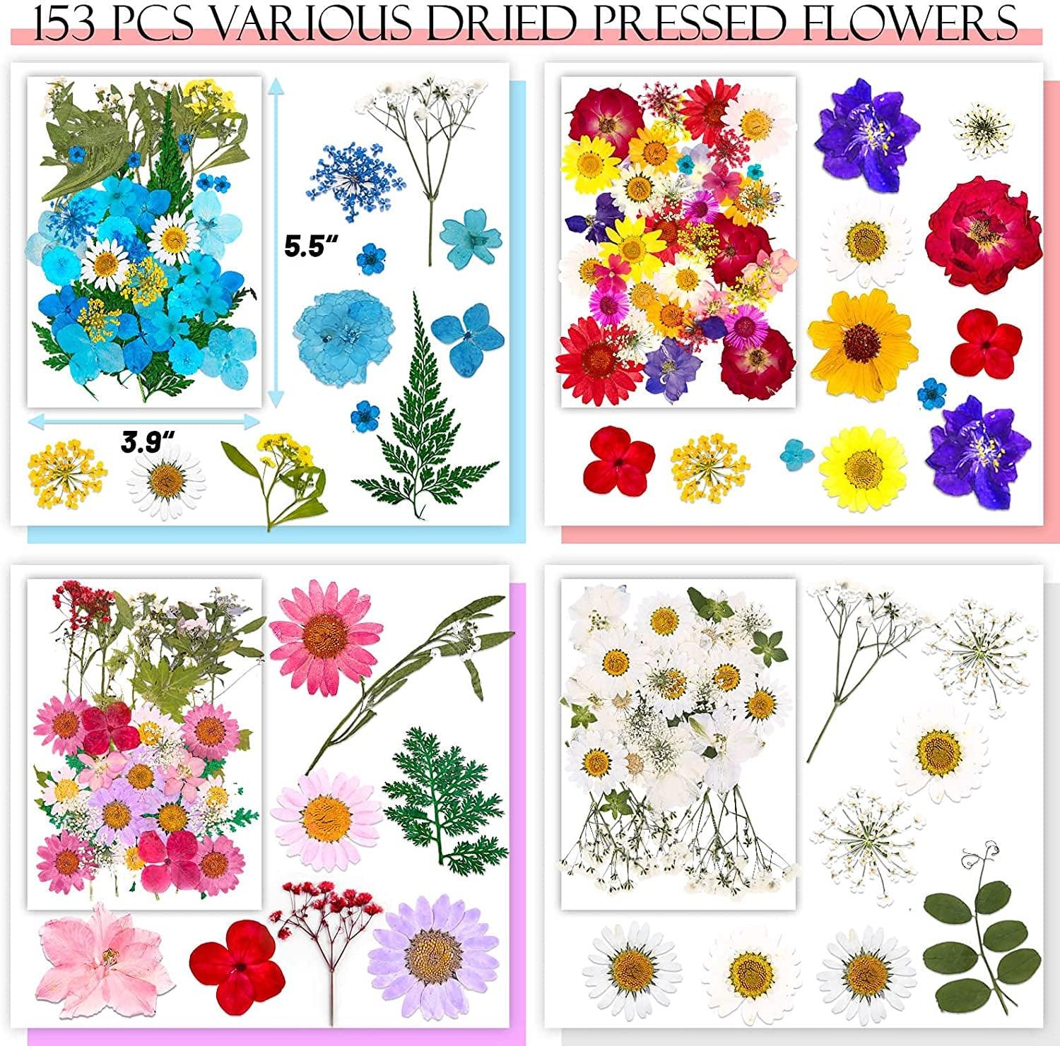 144pcs Natural Dried Pressed Flowers For Resin,dry Flower Bulk