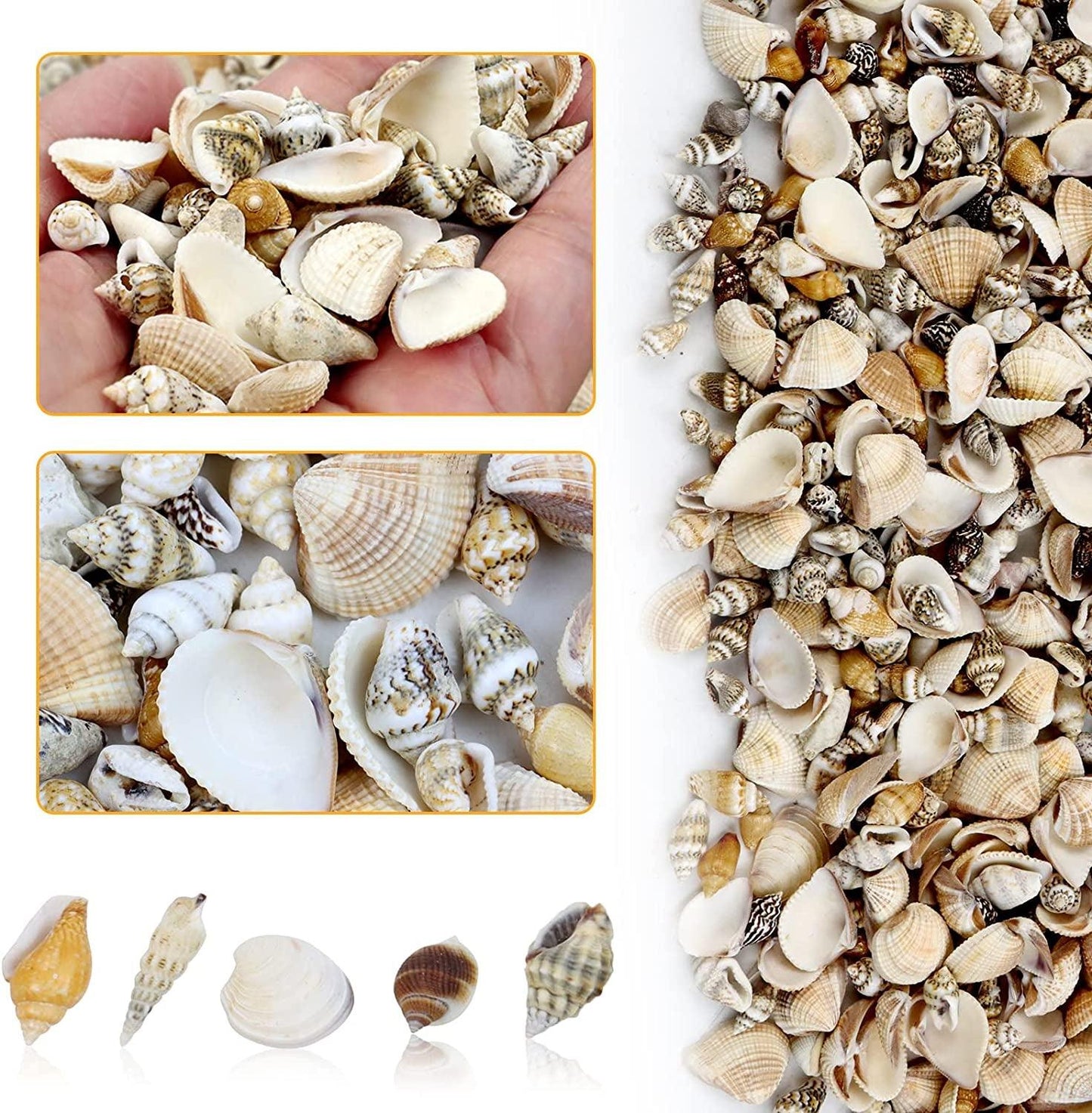 1000Pcs Mini Sea Shells Mixed Ocean Beach Seashells Various Sizes Natural Seashells Starfish for Fish Tank, Home Decorations, Beach Theme Party, Candle Making, Wedding Decor, DIY Crafts - WoodArtSupply